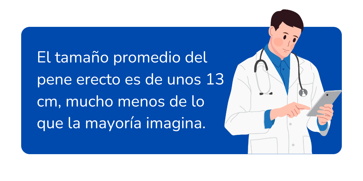 tamaño promedio del pene (1)