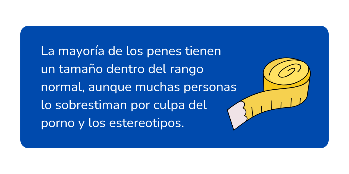 cómo medir un pene