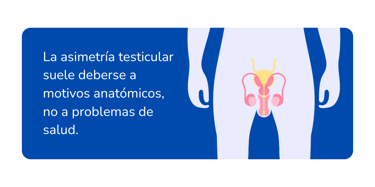 Es normal tener un testículo más bajo que el otro (1)