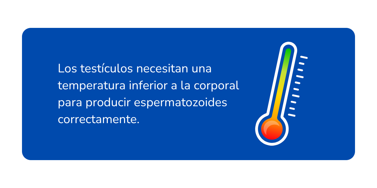 fiebre calidad esperma fiebre calidad esperma